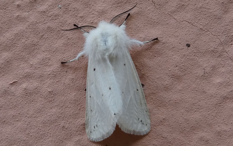 Spilosoma urticae - Erebidae Arctiinae